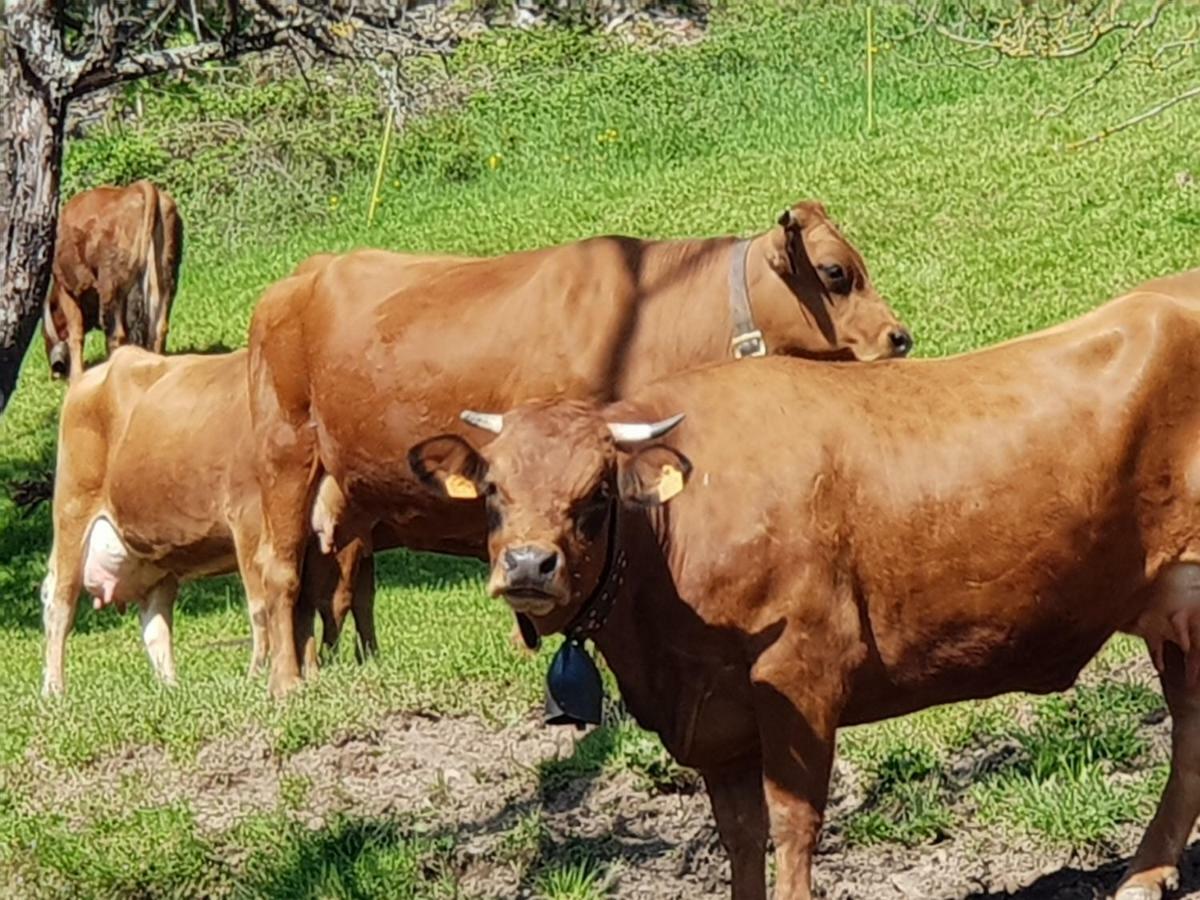 Petit Week End Dans La Vallee Breitenbach-Haut-Rhin エクステリア 写真