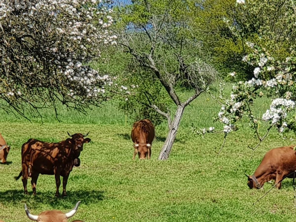 Petit Week End Dans La Vallee Breitenbach-Haut-Rhin エクステリア 写真